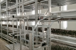Cultivo de setas